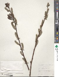 Salix phylicifolia image