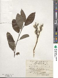 Salix phylicifolia image