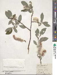 Salix phylicifolia image