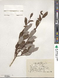 Salix phylicifolia image