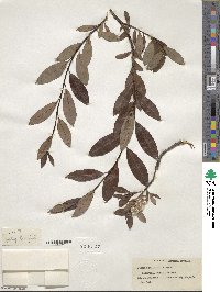 Salix phylicifolia image