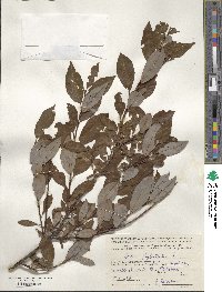 Salix phylicifolia image