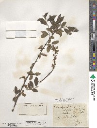 Salix phylicifolia image