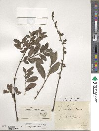 Salix phylicifolia image