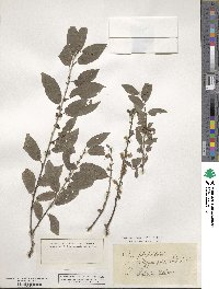 Salix phylicifolia image