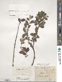 Salix phylicifolia image