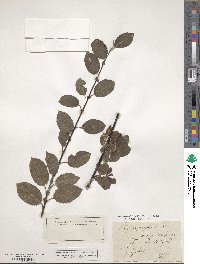 Salix phylicifolia image