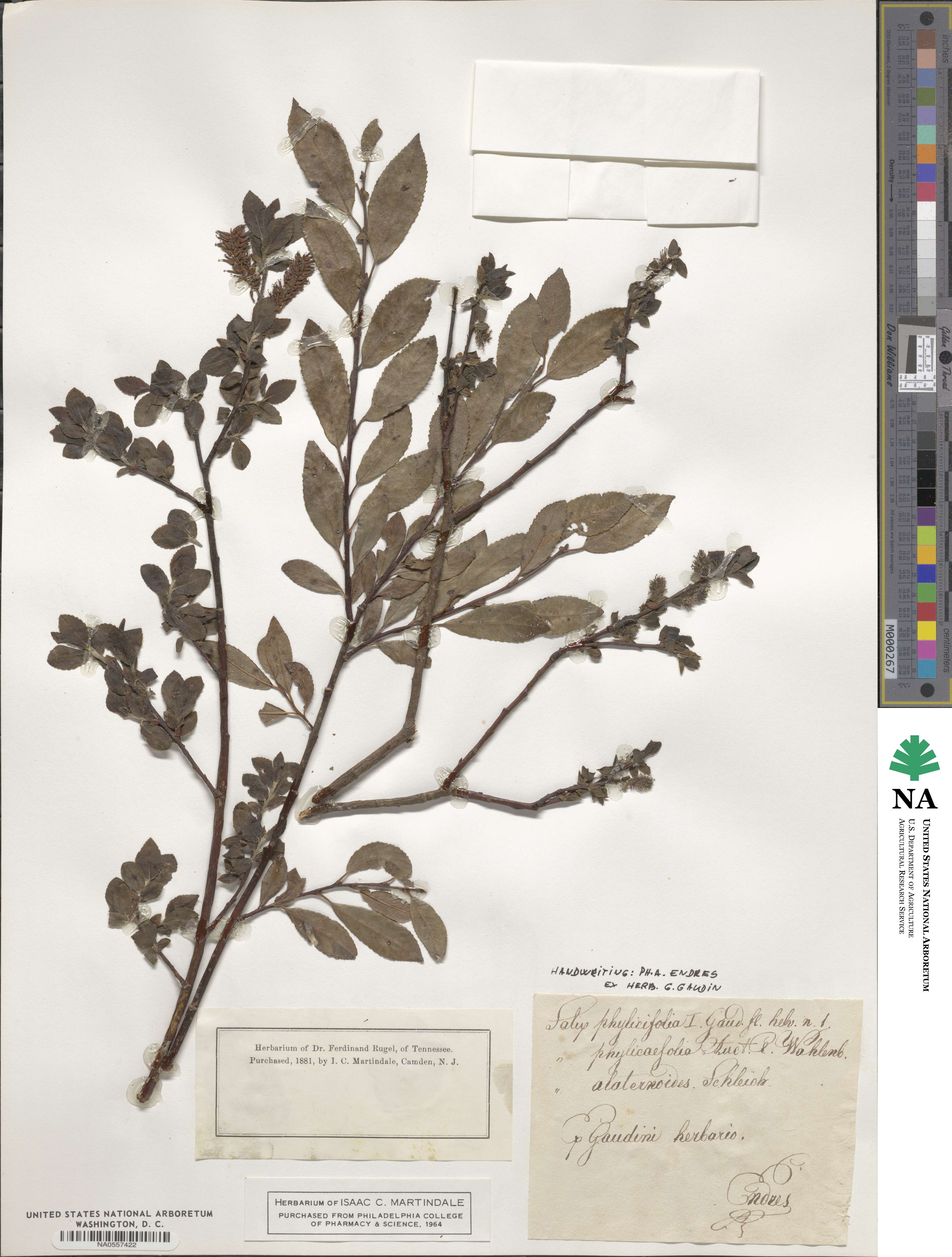 Salix phylicifolia image