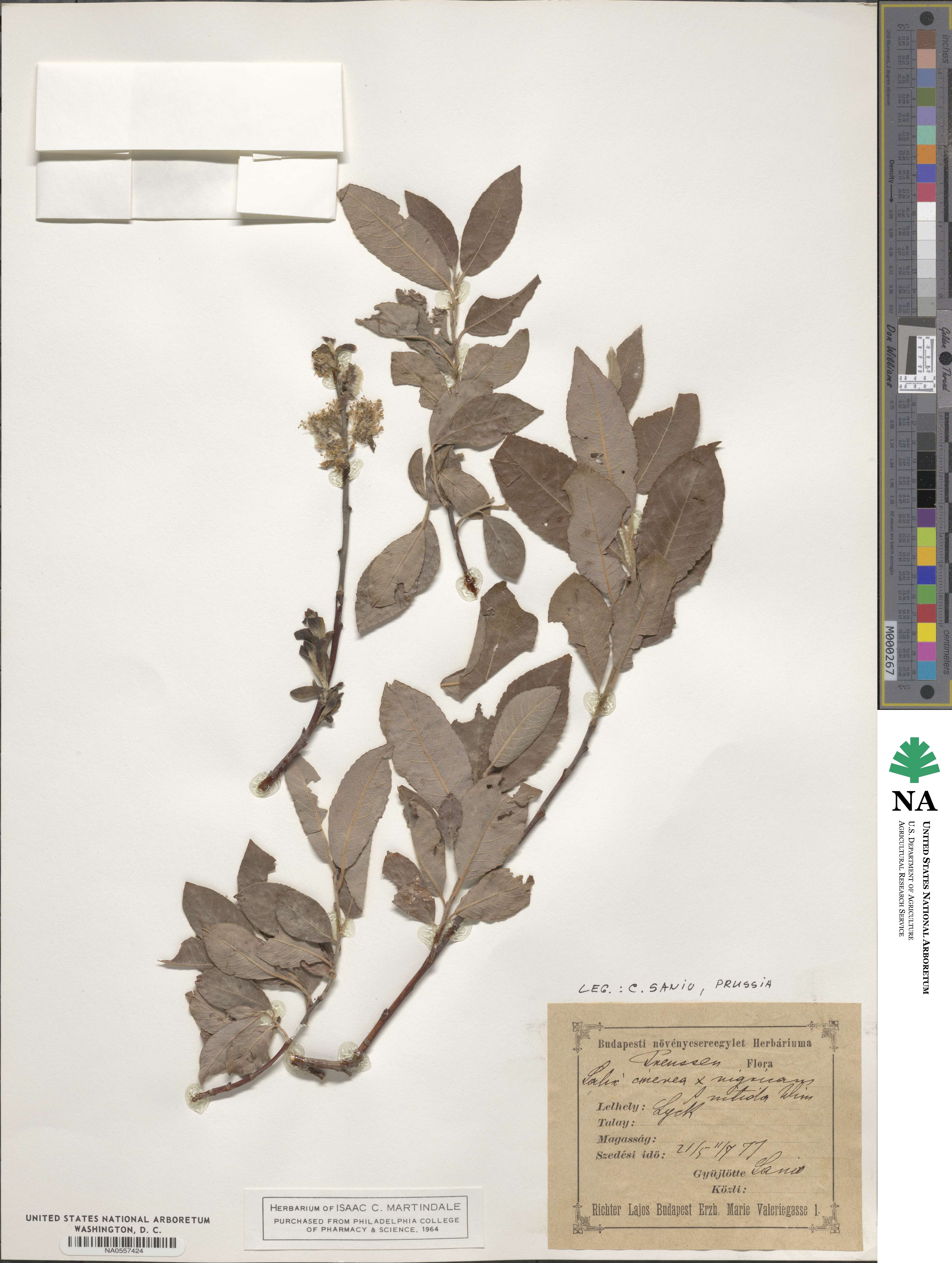 Salix aegyptiaca image