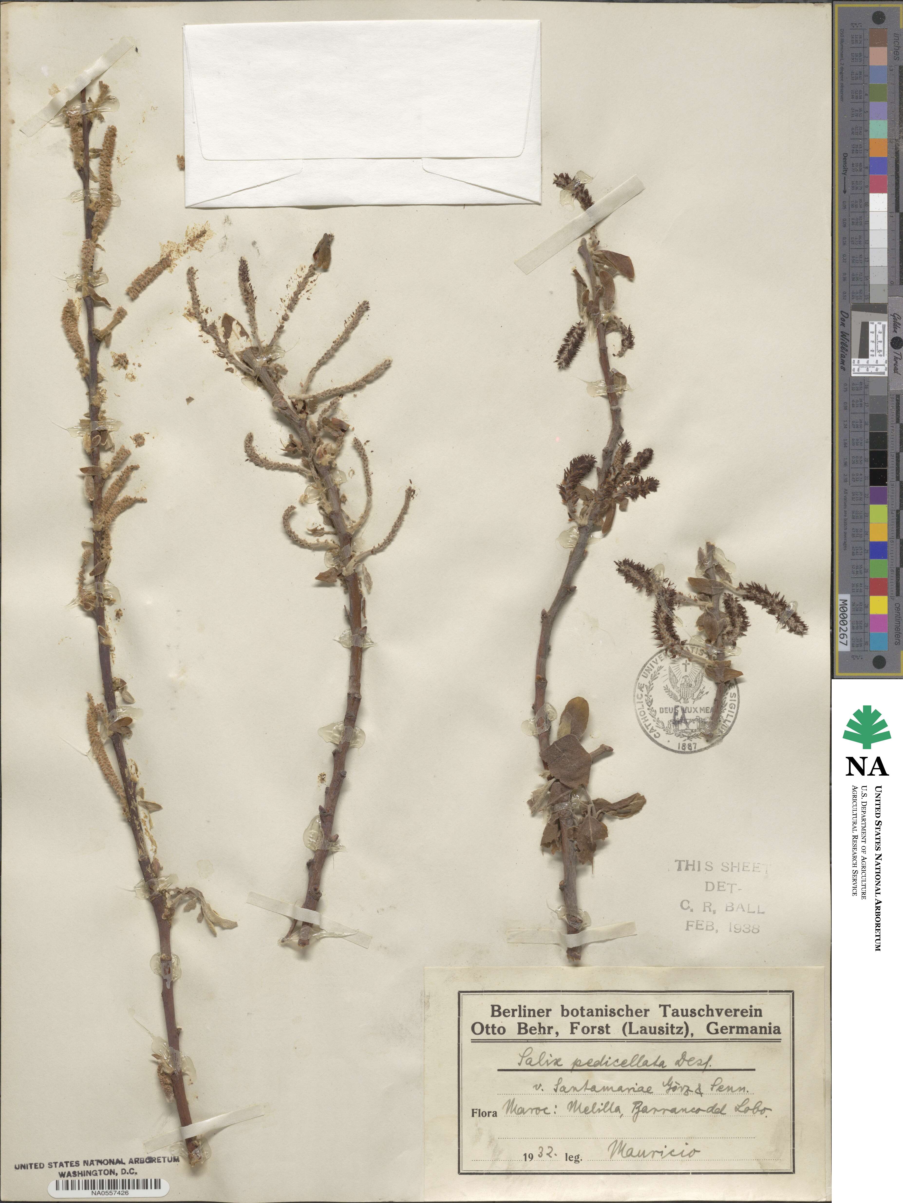 Salix pedicellata var. santamariae image