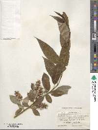 Salix pentandra image