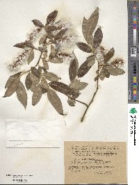 Salix pentandra image