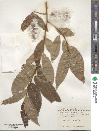 Salix pentandra image