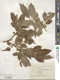 Salix pentandra image