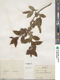 Salix pentandra image