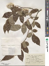 Salix pentandra image