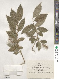 Salix pentandra image