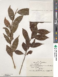 Salix pentandra image