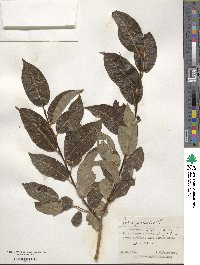 Salix pentandra image