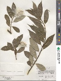 Salix pentandra image