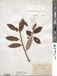 Salix pentandra image