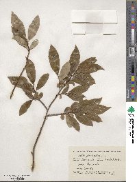 Salix pentandra image