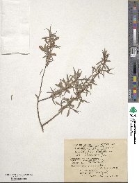 Salix capusii image