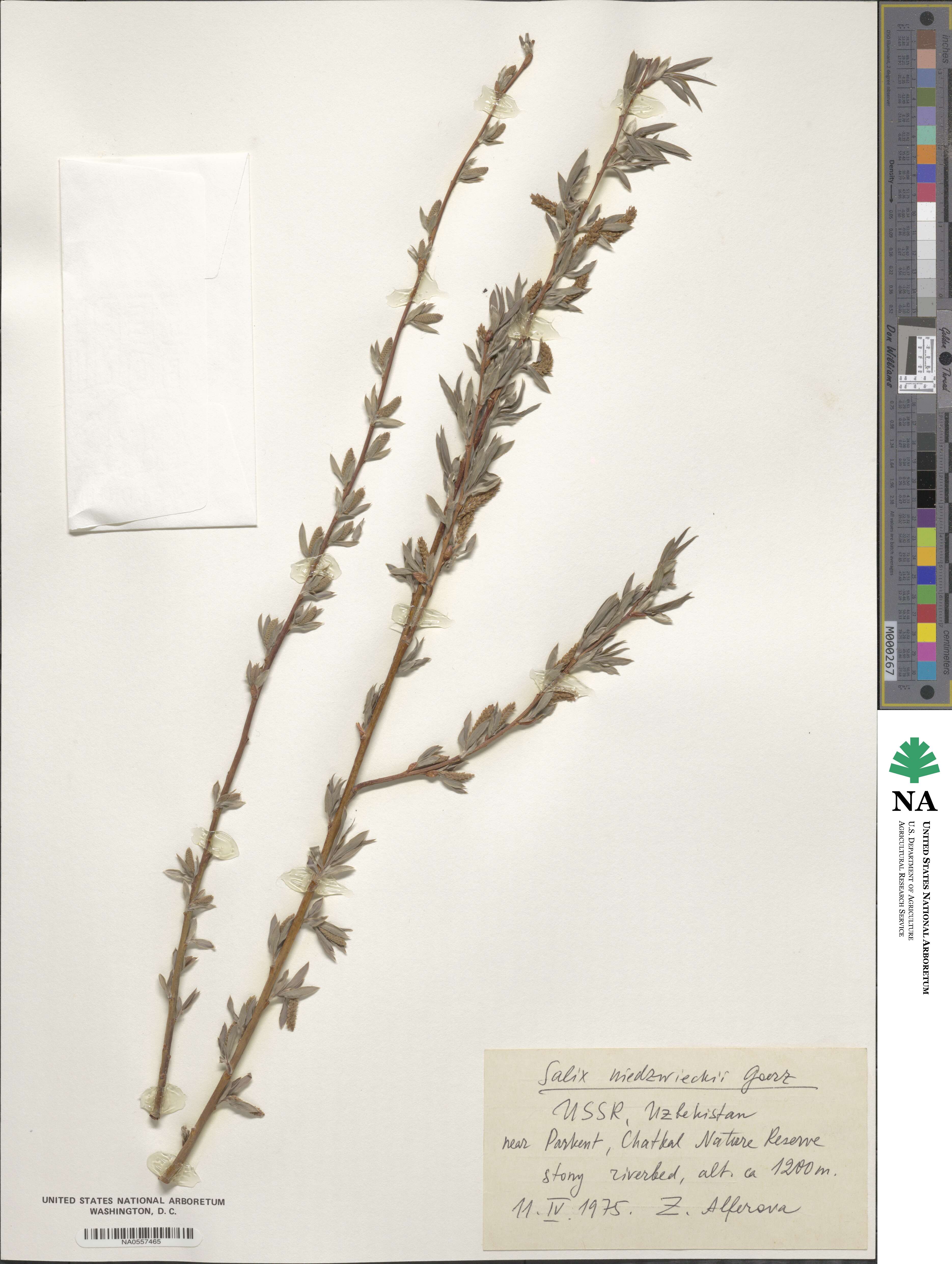 Salix capusii image