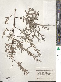 Salix capusii image