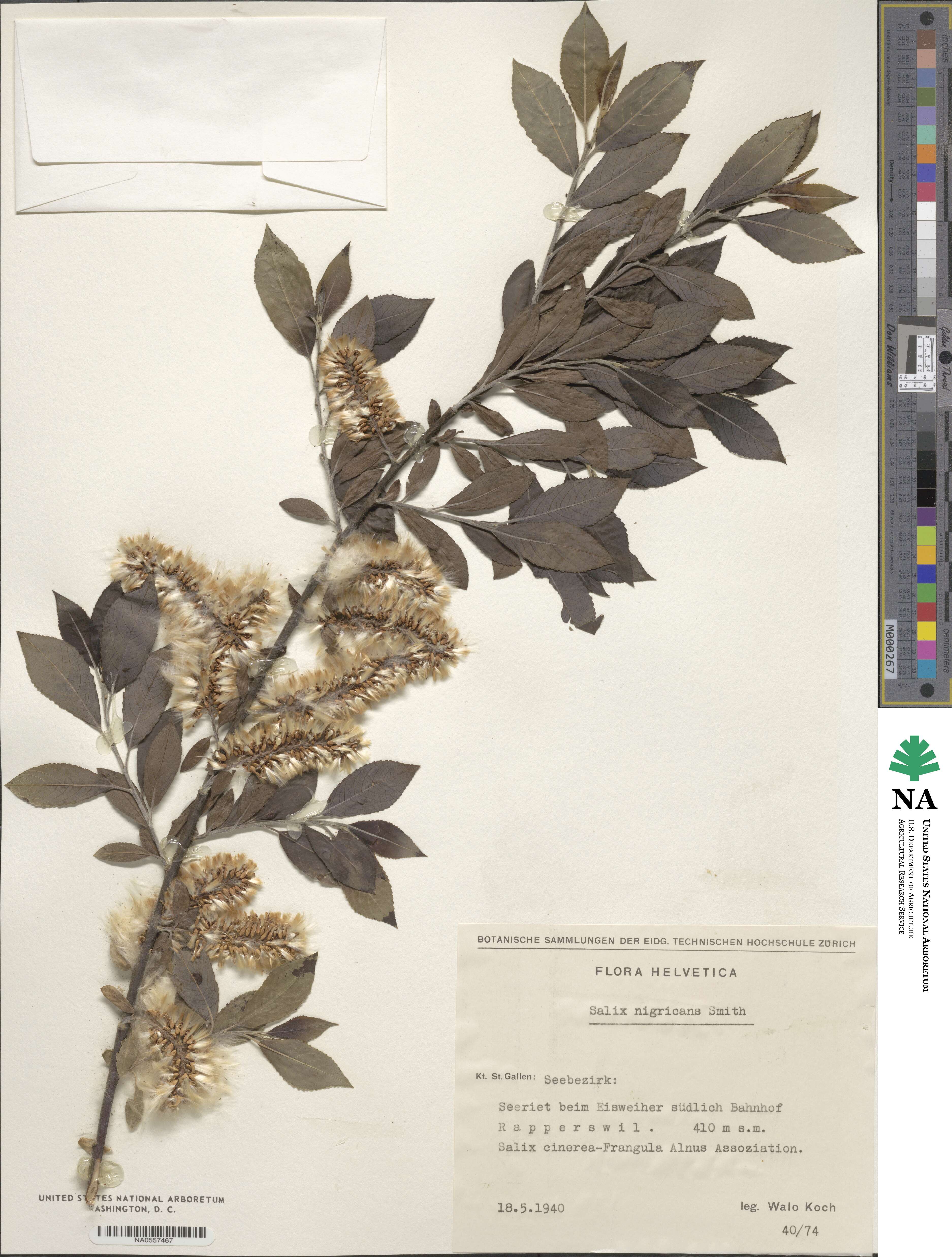 Salix myrsinifolia subsp. myrsinifolia image