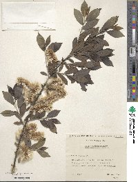 Salix myrsinifolia subsp. myrsinifolia image