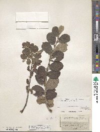 Salix myrsinifolia subsp. myrsinifolia image