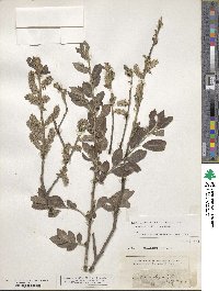 Salix myrsinifolia subsp. myrsinifolia image