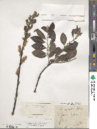 Salix myrsinifolia subsp. myrsinifolia image