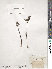 Salix myrsinifolia image