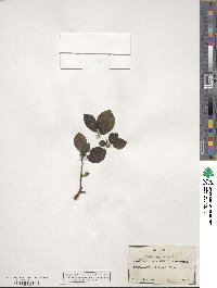 Salix myrsinifolia image