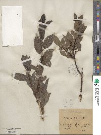 Salix myrsinifolia image