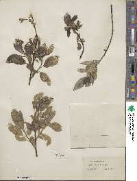 Salix myrsinifolia subsp. myrsinifolia image