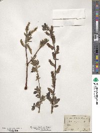 Salix myrsinifolia image