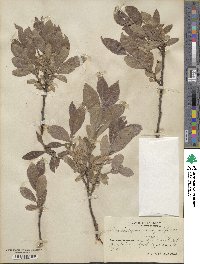 Salix myrsinifolia subsp. myrsinifolia image