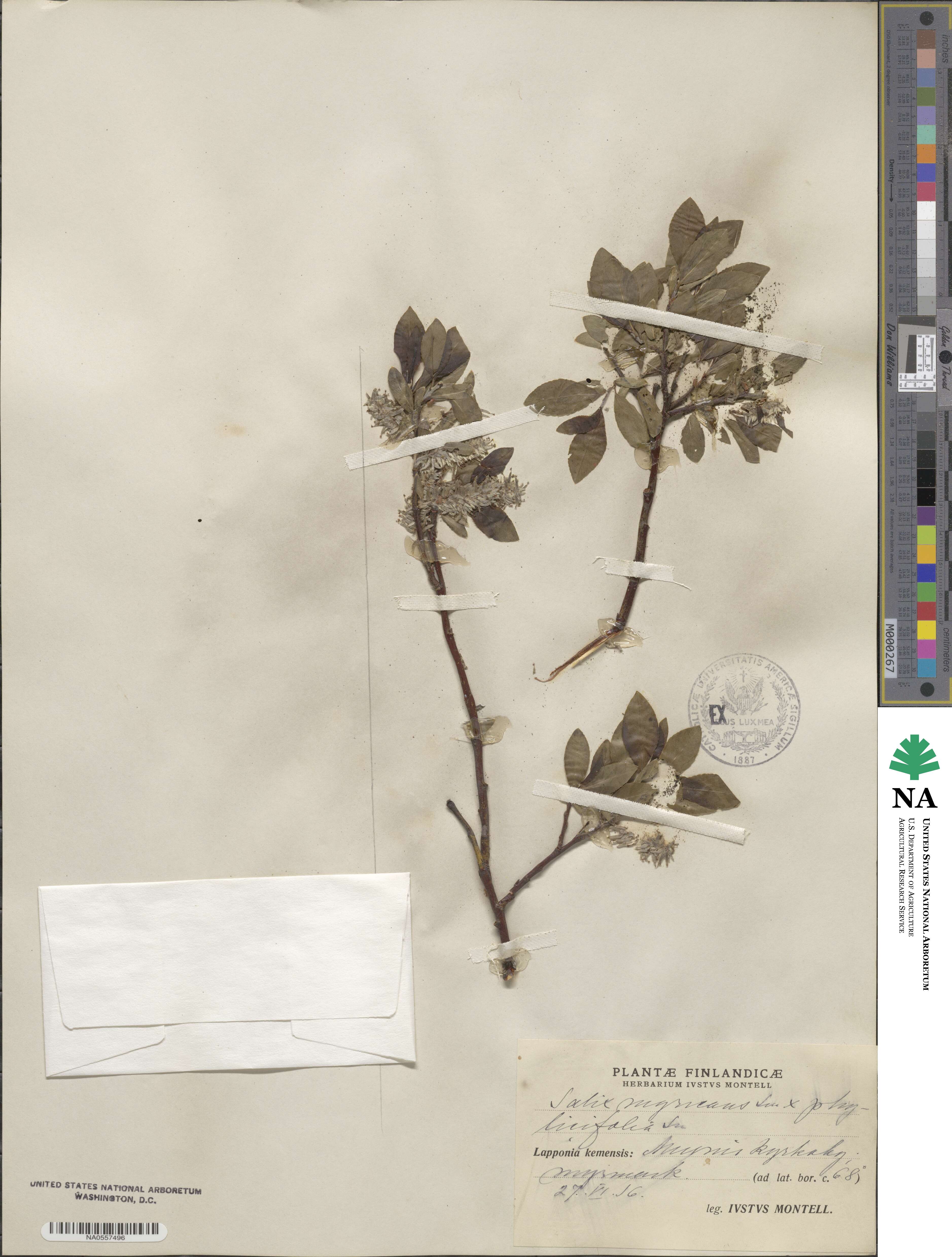 Salix myrsinifolia subsp. myrsinifolia image