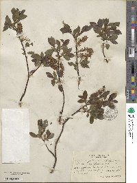 Salix myrsinifolia image