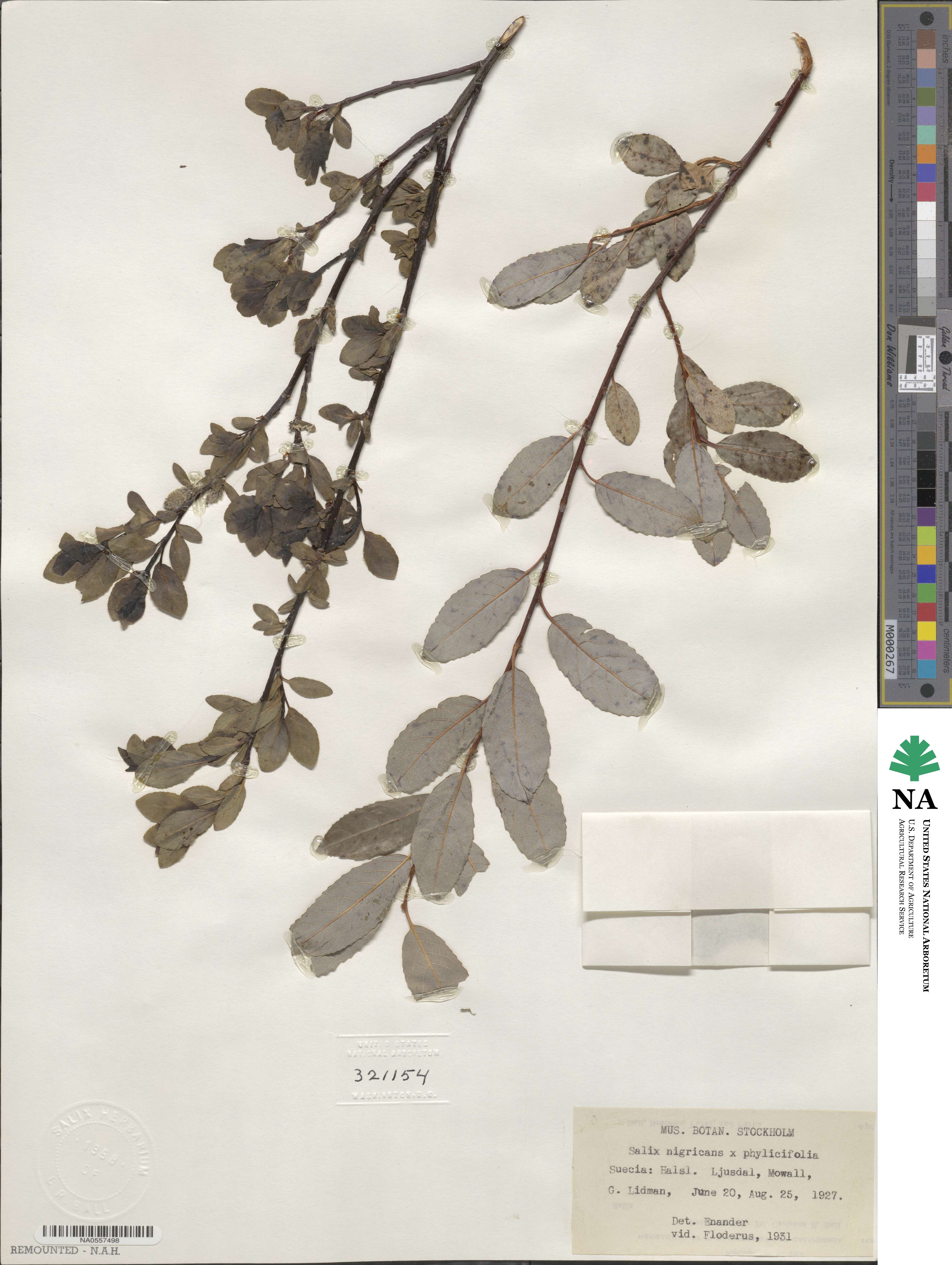 Salix myrsinifolia image
