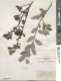 Salix myrsinifolia subsp. myrsinifolia image