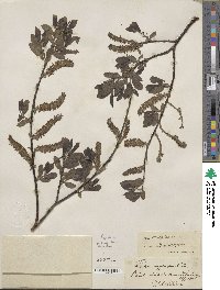 Salix myrsinifolia subsp. myrsinifolia image