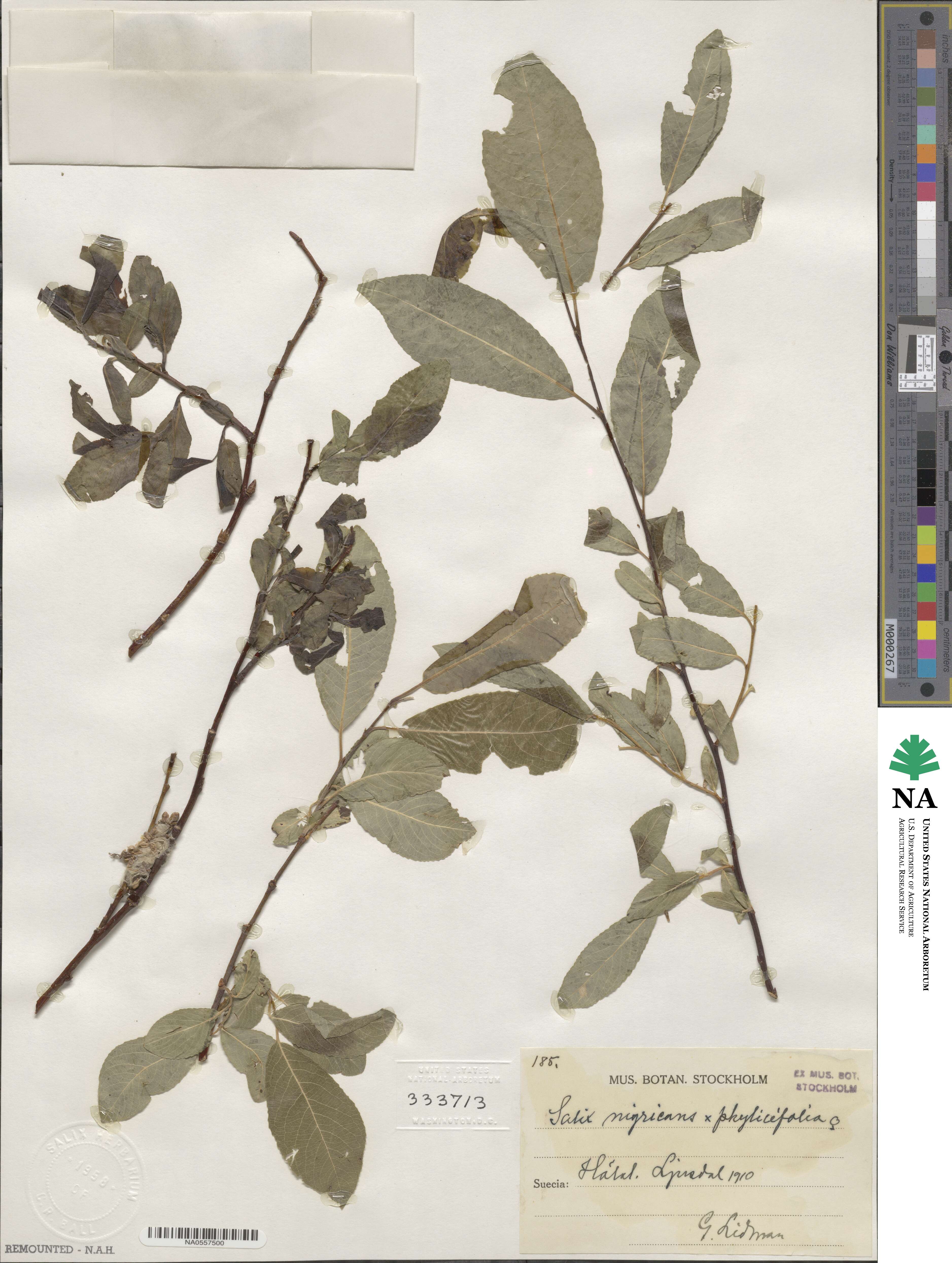 Salix myrsinifolia subsp. myrsinifolia image