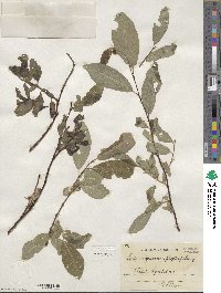 Salix myrsinifolia subsp. myrsinifolia image