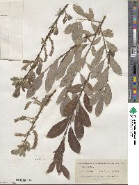 Salix myrsinifolia image