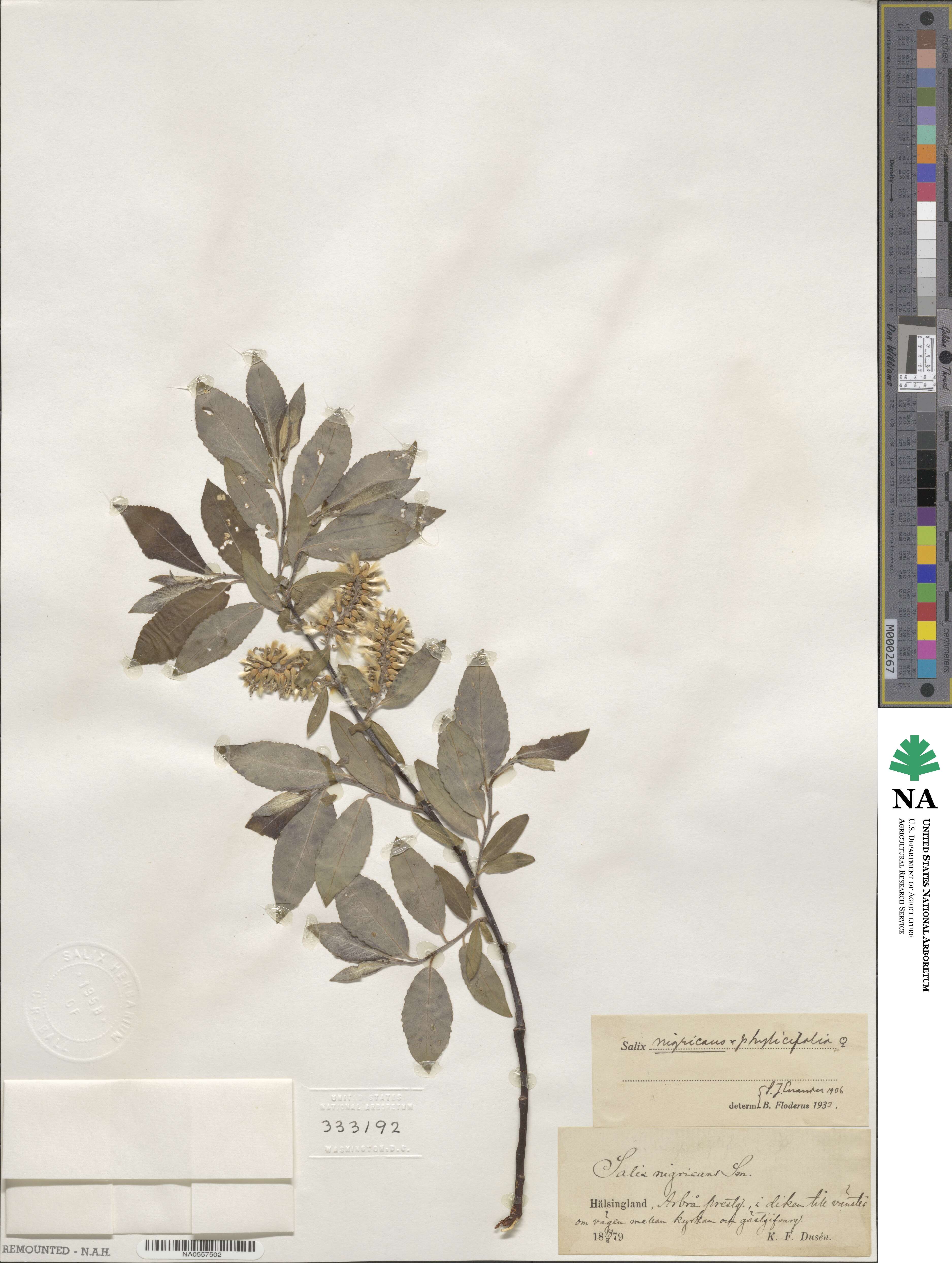 Salix myrsinifolia subsp. myrsinifolia image