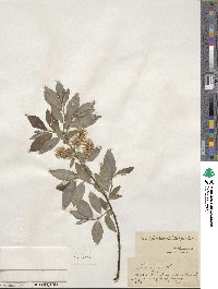 Salix myrsinifolia image